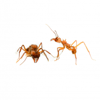 Acromyrmex echinatior
